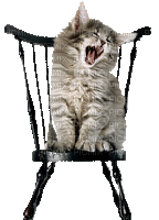 cat chair gif chat chaise