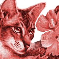 Y.A.M._Art Fantasy cat red - PNG gratuit