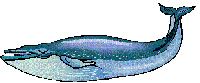 baleine - GIF animado gratis