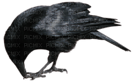 Kaz_Creations Bird Crow