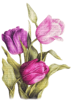 tulips  Bb2 - PNG gratuit