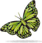papillion - png grátis