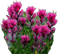 nbl - wild flowers - 免费PNG