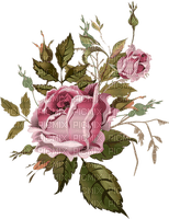 All my lovely flowers - zdarma png