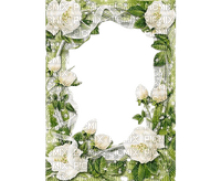 frame with whith roses - ücretsiz png