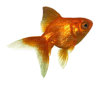 Goldfish - nemokama png