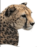 cheetah bp - png gratis