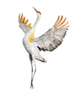 Vogel, Kranich, tanzen, Bird - besplatni png