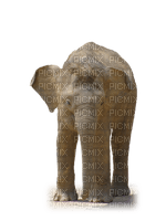elephant-animal - ücretsiz png