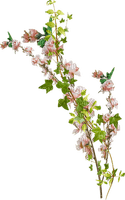 pink-blom-kvist-flowers-branch-minou52 - PNG gratuit