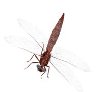 Dragonfly katrin - zdarma png
