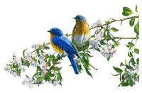 spring birds branch   oiseaux printemps - png gratis