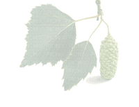 Birch Leaves - besplatni png