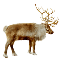 Kaz_Creations  Christmas Deco Reindeer - PNG gratuit