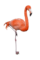 Kaz_Creations Flamingos Birds Bird - zdarma png