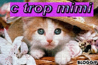 c encore trop mimi - 無料のアニメーション GIF