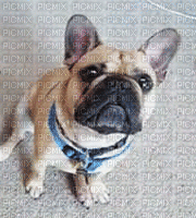 Bulldog Francês - Gratis animeret GIF