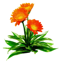 Flores - δωρεάν png