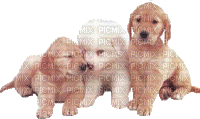 Animated Puppies - Free animated GIF