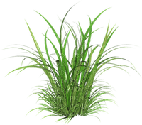 cecily-herbes - kostenlos png