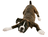 Dog Boxer - Бесплатный анимированный гифка