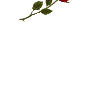 Red rose.Fleur.flower.Victoriabea - Безплатен анимиран GIF