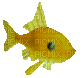 fish - Ücretsiz animasyonlu GIF