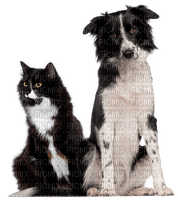 dog cat family - darmowe png
