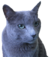Russian Blue - Free animated GIF