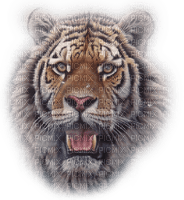 tiger laurachan