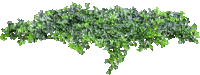 Pflanze - GIF animado grátis
