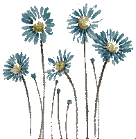 flower  margaritas gif  dubavka4 - Бесплатный анимированный гифка