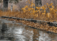 autunno - Δωρεάν κινούμενο GIF