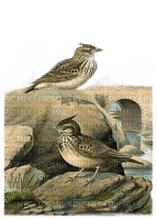 Vögel, Landschaft - PNG gratuit