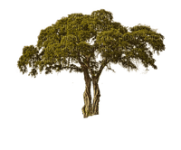 African tree, sunshine3 - darmowe png