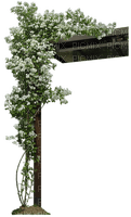 flores columna dubravka4 - bezmaksas png