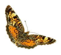 Vlinder - PNG gratuit
