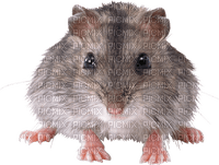 Kaz_Creations Rat-Mouse - 免费PNG