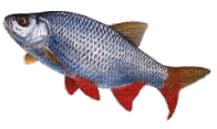 poisson - PNG gratuit