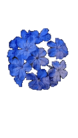 Цветок - GIF animate gratis