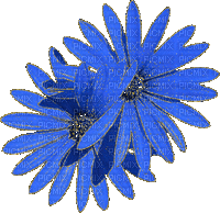 fleurs - Zdarma animovaný GIF