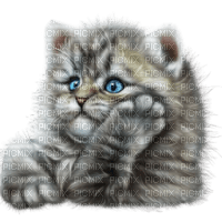thinking cat - png ฟรี