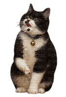 silly kitty - Free PNG