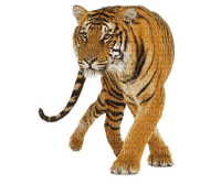 Tigre - png grátis