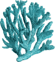 coral Bb2 - Free PNG