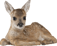 deer bp - Gratis animeret GIF