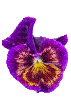 Purple Flower Pansy