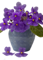 violets - 無料png