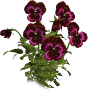 flores transparentes dubravka4 - ilmainen png