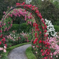 Hintergrund, background, fond Rosen roses